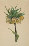 Kaiserkrone by Caroline Friederike Friedrich, gouache, offered Sep 2024
