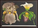 Iris and Orchid by Lowell Nesbitt, 1974, Lithograph in Colors, sold Apr 2024