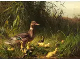 Wildente mit Ihren Jungen im Schilf by Carl Jutz d. Ä., 1838 Windschläg – 1916 Pfaffendorf, oil on canvas, sold Jun 2019