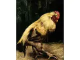 Hahn by Piet van Engelen, 1863 - 1924, oil on canvas, sold Apr 2016