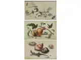 Drei Studien von Insekten und Kleintieren by Aloys Zötl, watercolor, sold Sep 2020