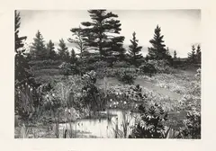 Field with Pine Trees by Stow Wengenroth, lithograph, sold Jun 2022
