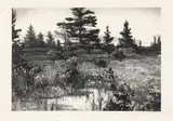 Field with Pine Trees by Stow Wengenroth, lithograph, sold Jun 2022