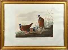 Untitled by John James Audubon, aquatint and engraving “Blue-Headed Pigeon, sold Jun 2022