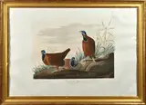 Untitled by John James Audubon, aquatint and engraving “Blue-Headed Pigeon, sold Jun 2022