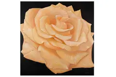 Untitled by Alan Weston, oil, offered Aug 2023