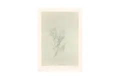 Untitled by Peter Blake Cbe Rdi, print, offered Aug 2023