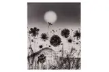 Untitled by Sam Haskins, print, offered Jul 2023