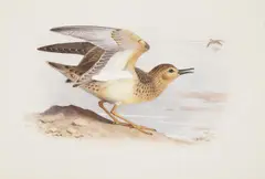 Buff breasted sandpiper by Archibald Thorburn, watercolor, sold May 2022