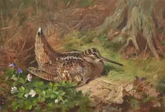 Woodcock and chicks by Archibald Thorburn, 1933, print, sold May 2022