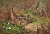 Woodcock and chicks by Archibald Thorburn, 1933, print, sold May 2022