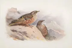 Alpine accentor by Archibald Thorburn, watercolor, sold May 2022