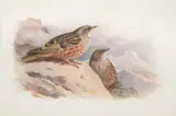 Alpine accentor by Archibald Thorburn, watercolor, sold May 2022