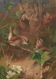 Wrens by Archibald Thorburn, 1923, watercolor, sold May 2022
