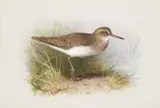 Common sandpiper by Archibald Thorburn, watercolor, sold May 2022