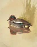 A teal swimming by rushes by Archibald Thorburn, watercolor, sold May 2022