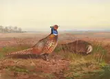 Cock and hen pheasant in an open landscape by Archibald Thorburn, 1901, watercolor, sold May 2022