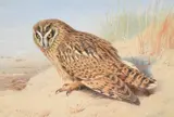 Owl by Archibald Thorburn, 1925, watercolor, sold May 2022