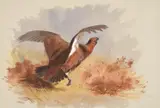 A SET OF FOUR GAME BIRDSWatercolour47 x 70cm (18½ x 27½ in.)Comprising: Cock pheasant running by Archibald Thorburn, 1893, watercolor, offered May 2022