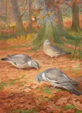 Autumn (wood pigeons) by Archibald Thorburn, 1901, watercolor, sold May 2022