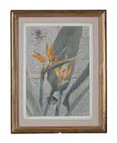 The strelitzia reginae by General William John Chamberlayne, pencil, sold May 2022