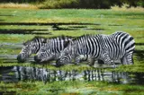 Zebras at the watering hole by Larry Norton, Oil on canvas, sold Apr 2022