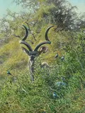 Morning glory kudu bull and glossy starling by Larry Norton, Oil on canvas, offered Apr 2022