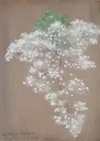 Saxifrage simpion by Edward Clifford, Gouache, offered Apr 2022