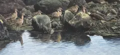 Long-billed dowitches on a rocky shoreline by Alan M. Hunt, 1991, Gouache, sold Apr 2022
