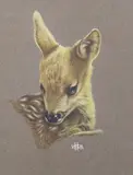Head of fallow deer fawn, monogrammed, Royal Academy Exhibition label verso, exhibited 1972, 20 x 15cm by Victor Hugh Seamark Burroughs, gouache, sold Feb 2023