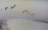 Ducks in flight by Geoffrey Campbell Black, oil on canvas, sold Feb 2023