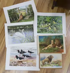 Illustration studies of birds by David Parry, watercolor, sold Feb 2023