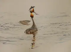 Grebes on the water by Michael Hampton, watercolour, sold Feb 2023