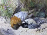Still life of a dead birds and wildflower by Helen Coleman Angell, watercolour, sold Feb 2023