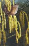 Warbler and catkins by Terence Lambert, watercolour, sold Jan 2023