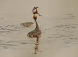 Grebes on the water by Michael Hampton, watercolour, sold Jan 2023