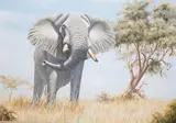 Bull Elephant by Peter Bruce, oil on canvas board, sold Jan 2023