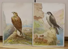 Birds of Prey - Peregrine Falcon and Sea Eagle by George Rankin, watercolor, sold Dec 2022