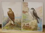 Birds of Prey - Peregrine Falcon and Sea Eagle by George Rankin, watercolor, sold Dec 2022