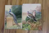 Peacock and Turtle Doves by George Rankin, watercolor, sold Dec 2022