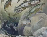 Otters and fish by Raymond Sheppard, watercolour, sold Dec 2022