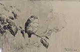 Really Wet by Harry Rountree, etching, sold Dec 2022