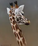 Giraffe by Colin John Chandler, 1997, oil on board, sold Dec 2022