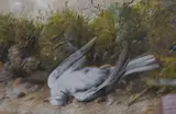 Study of a dead bird by William Cruikshank, watercolour and gouache, sold Dec 2022
