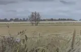 The Barley Fields by Anthony Day, gouache, offered Nov 2022