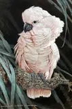Moluccan Cockatoo by David Ord Kerr, watercolour, sold Apr 2023