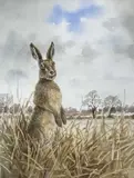 A standing hare by John Paley, watercolour, sold Apr 2023