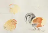 A hen study in four varying anatomical profiles by Charles Stanley Todd, watercolour on paper, sold Apr 2023