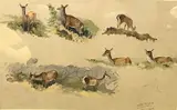 A study of a deer in eight varying profiles by Charles Stanley Todd, pencil and watercolour, sold Apr 2023
