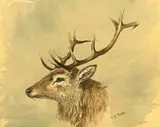 A study of a deer stag head by Charles Stanley Todd, pencil, sold Apr 2023